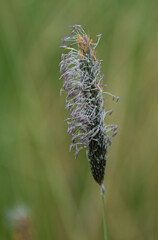 plantain seed head
