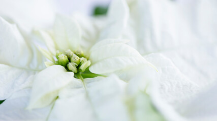 Close up of white poinsettia flower