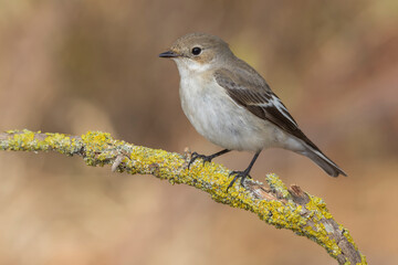 Papamoscas cerrojillo (Ficedula hypoleuca).
