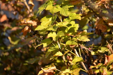 Autumn background of colorful shrub leaves.