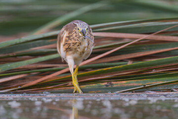 Garcilla cangrejera (Ardeola ralloides).
