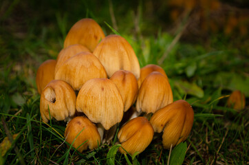 fungi on the grass