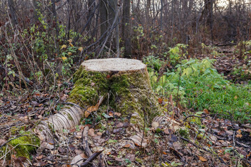 Aspen tree stump in the forest. Deforestation.