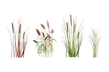 Fototapeta Silhouette of reeds, sedge, cane, bulrush, or grass on a white background.Vector illustration. obraz