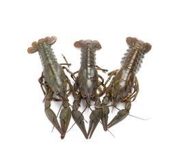Many fresh raw crayfishes on white background, top view