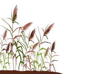 Silhouette of reeds, sedge, cane, bulrush, or grass on a white background.Vector illustration.