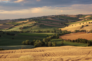 Prov. Ancona. Strada Vencareto. Terre Roverasche. Panorama agricolo delle colline in estate 