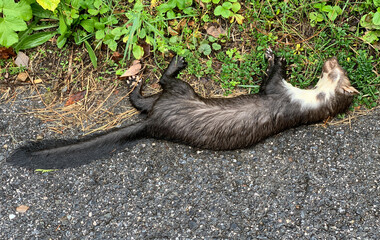 Marten hit on a street and dead