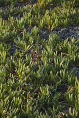 Obraz premium Rośliny w tunezji