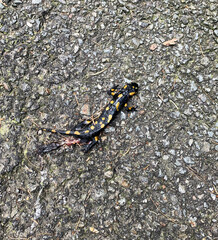 Fire salamander in South Tyrol in the mountains