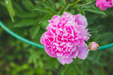 Pink peonies in the garden. Blooming bright peony. Closeup of beautiful red Peonie flower. Summer garden