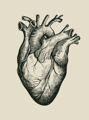 Hand-drawn human heart. Detailed pencil drawing on an old paper. Anatomically correct vector illustration of an internal organ in the style of engraving. Suitable for T-shirt design, tattoo, poster - 468560536