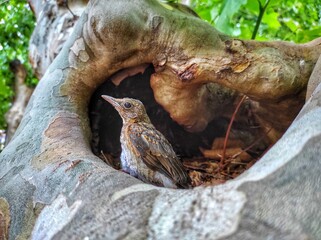 chicken in the nest