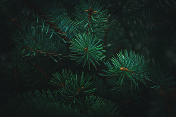 Natural background - fir branches, snowfall and border.