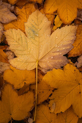 Raindrops on fallen autumn leaves