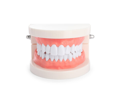 Educational dental typodont model isolated on white