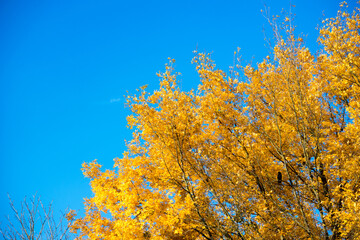 autumn leaves in the wind. yellow leaves of tree and blue sky