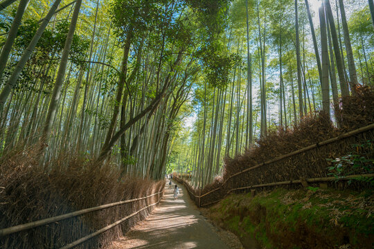 Early morning view on path at amazing Arashiyama Bamboo forest, Kyoto Japan