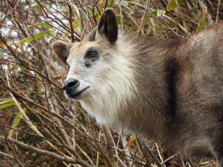 ニホンカモシカ