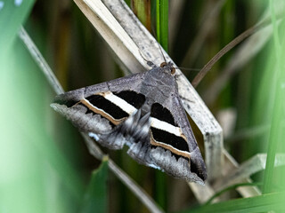 Grammodes geometrica rests on a dry leaf in a rice field near Yokohama, Japan