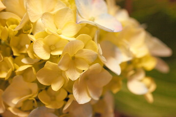 Fototapeta premium yellow flower