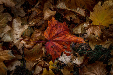 Brown, fallen leaf. Autumn. It's a nasty day