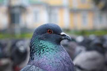 pigeon in the city © Кымбат Какбаева