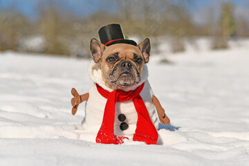 French Bulldog dog dressed up as snowman with full body suit costume with red scarf, fake stick...