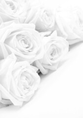 Beautiful white roses close-up as wedding background. Soft focus. In black and white. Retro style