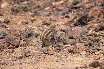Striped Meerkat on sandy rocky ground in Fuerteventura Canaries 