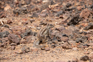 Striped Meerkat on sandy rocky ground in Fuerteventura Canaries 