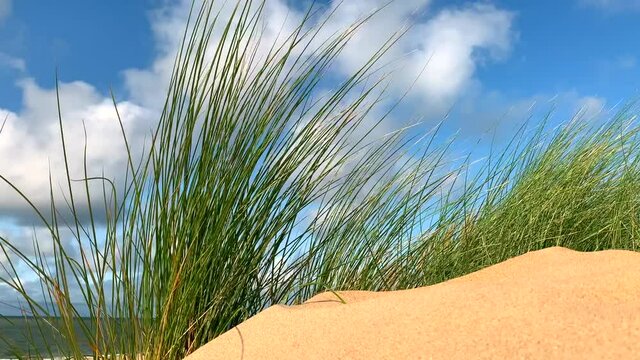 Dune grass blowing in the wind at the beach on the North Sea coast of South Holland in The Netherlands.