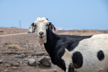 Fototapeta premium Funny wildlife goat on rocky ground in playa de cofete Fuerteventura 