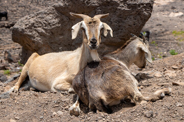 Funny wildlife goat on rocky ground in playa de cofete Fuerteventura  