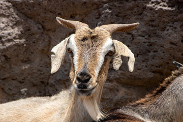 Funny wildlife goat on rocky ground in playa de cofete Fuerteventura  