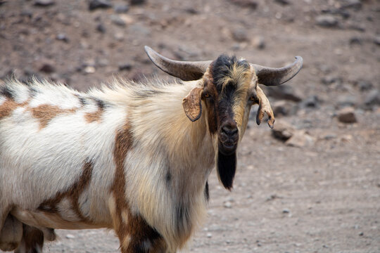Funny wildlife goat on rocky ground in playa de cofete Fuerteventura  