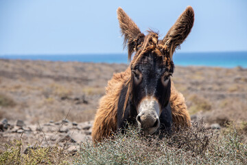 Wildlife Donkey stands on the road in Fuerteventura near the Beach 