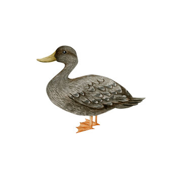 Watercolor illustration of a duck isolated on a white background.