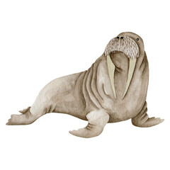 Watercolor illustration of a walrus isolated on a white background.