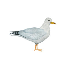 Watercolor illustration of a seagull isolated on a white background.
