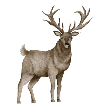 Watercolor illustration of a deer isolated on a white background.