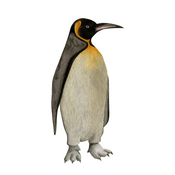 Penguin watercolor illustration isolated on white background. 