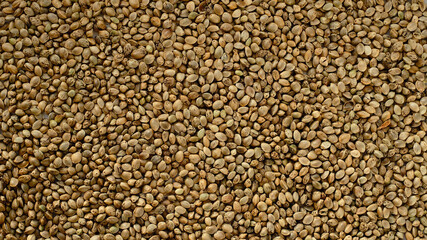 Hemp seeds background. Cannabis seeds close-up. Edible marijuana production.