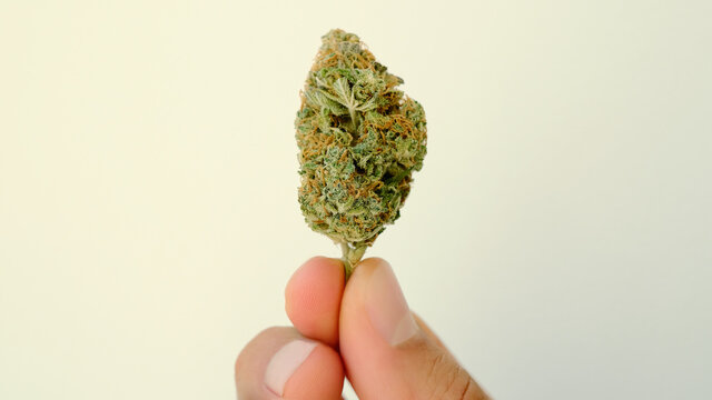 Marijuana bud close-up. Medicinal cannabis flowering in man's hand on white background. CBD therapy, medical hemp usage.