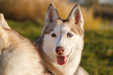 Portrait of the husky dog in autumn forest
