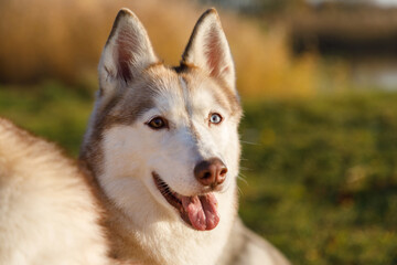 Portrait of the husky dog in autumn forest © castenoid