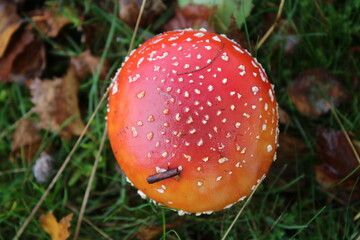 A fairy tale mushroom Amanita muscaria red with white spots growing wild in a field at a nature reserve in Autumn in Norfolk East Anglia uk flat lay on  green grass with dried leaves