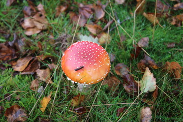 A fairy tale mushroom Amanita muscaria red with white spots growing wild in a field at a nature reserve in Autumn in Norfolk East Anglia uk flat lay on  green grass with dried leaves