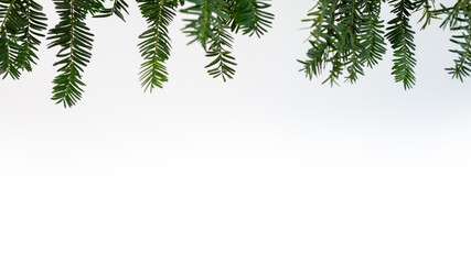 Obraz premium Frame of green pine branch isolated on white background and space for text.