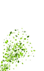 Grassy Leaf Flying Vector White Background.